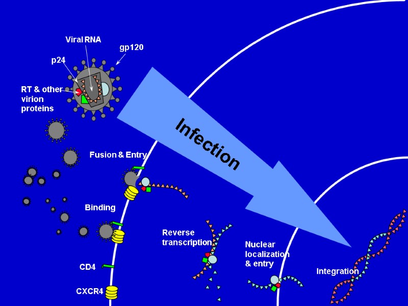 CD4 CXCR4 Binding Fusion & Entry Nuclear  localization   & entry Integration